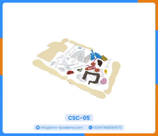 صندوق جسم الانسان